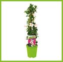 Afbeelding van Kp19 Sundaville Piramide Wit